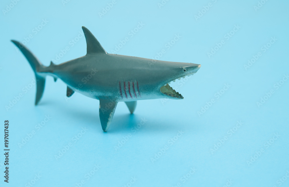 Shark toy on blue background.
Shark toy on blue background.