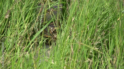 A rock python hiding in a small stream with tall grass. photo