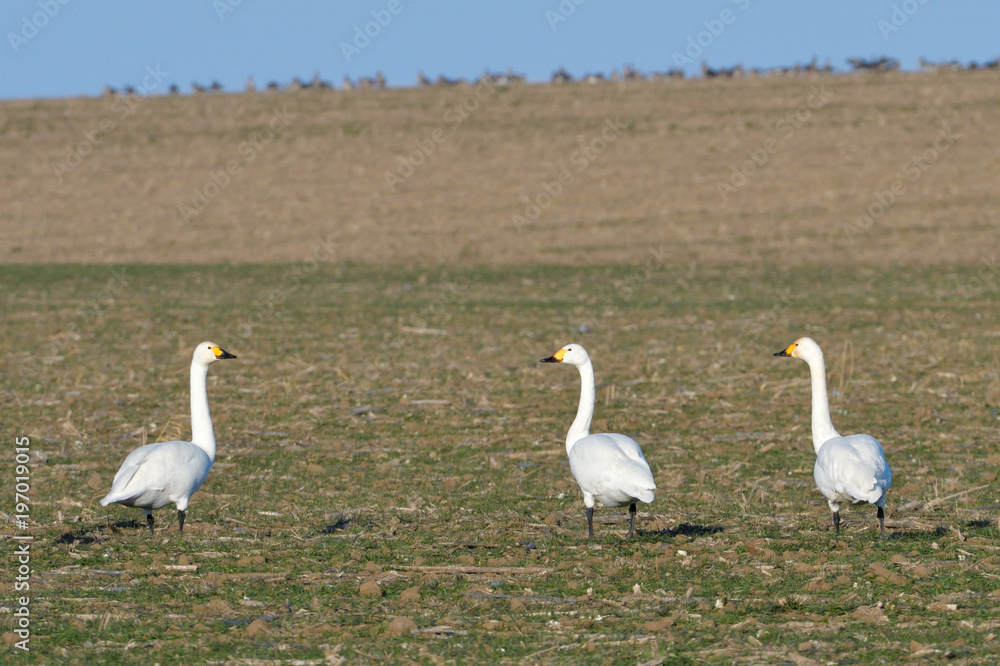 Whooper swan (Cygnus cygnus) Whooper swan (Cygnus cygnus)