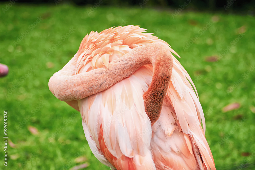 Flamingo Twist Preen
