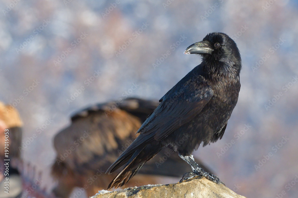 Fototapeta premium Common raven (Corvus corax)