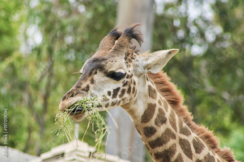 Giraffe Eating Grass © Dimo