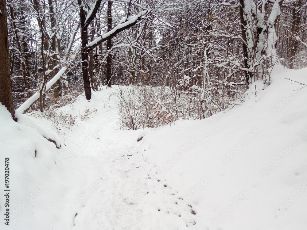 Naklejka premium winterlich verschneiter Wald