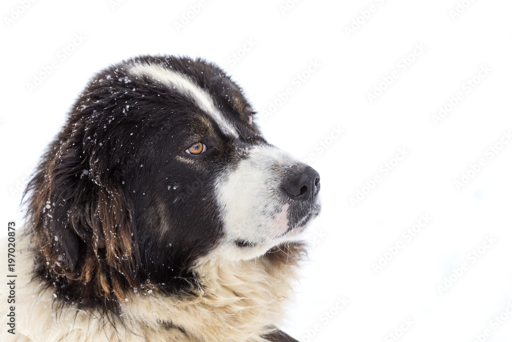 Funny and sad mioritic shephed dog in winter Funny and sad mioritic shephed dog in winter