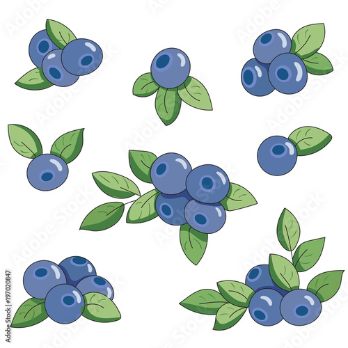 Set of berries and blueberry leaves for design