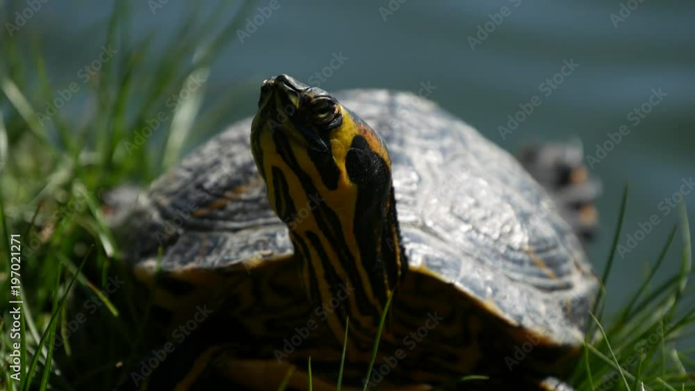 Wild Animal Beautiful Turtle near Lake Water Surface in a Hot Summer Day Wild Animal Beautiful Turtle near Lake Water Surface in a Hot Summer Day