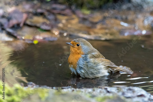 European robin (Erithacus rubecula) taking bath in puddle. Bird washing with striking orange breast, in Bath Botanical Gardens © iredding01