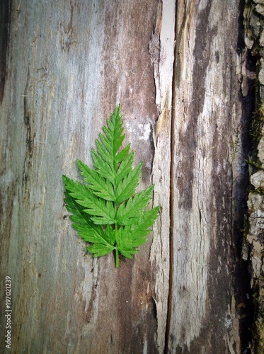 A green leaf on a tree trunk, nature concept 