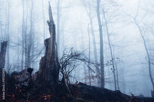 Alter abgebrochene Wurzel im dunklen Finsterwald © ohenze