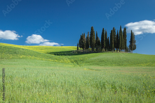 Cipressi di San Quirico d'Orcia Toscana Italia