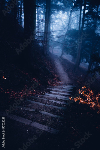 Dunkle Treppe f  hrt nachts durch den furchterregenden Wald