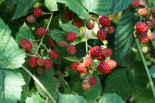 Close-up of a green twig of red berries of Caucasian blackberry garden Rubus subgen in a vegetable garden photo