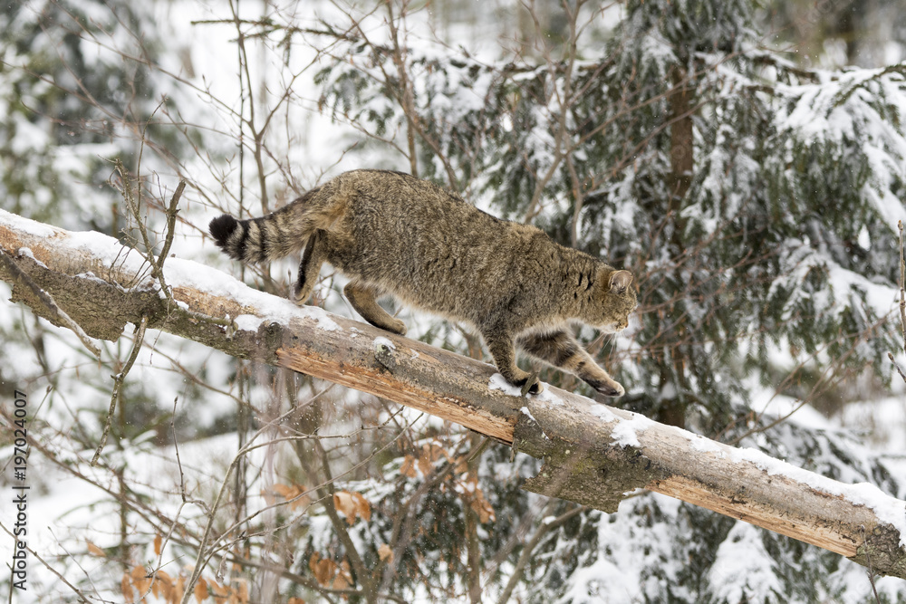 Obraz premium Wildkatze Balance