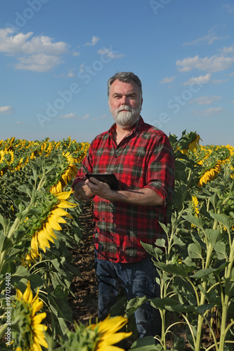 Farmer or agronomist examining sunflower plant in field using tablet
