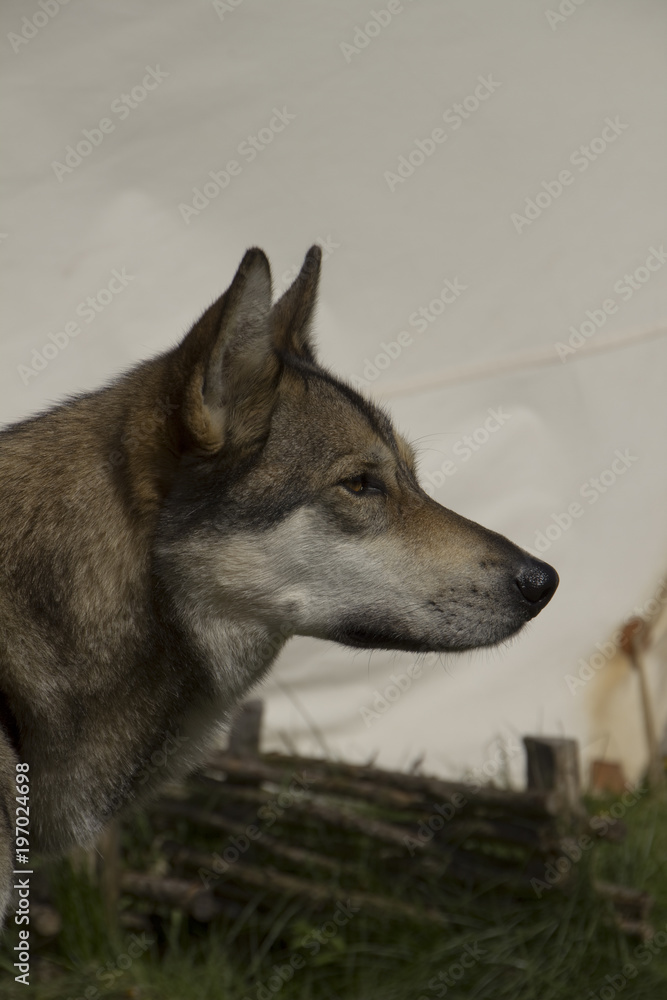 Fototapeta premium Husky