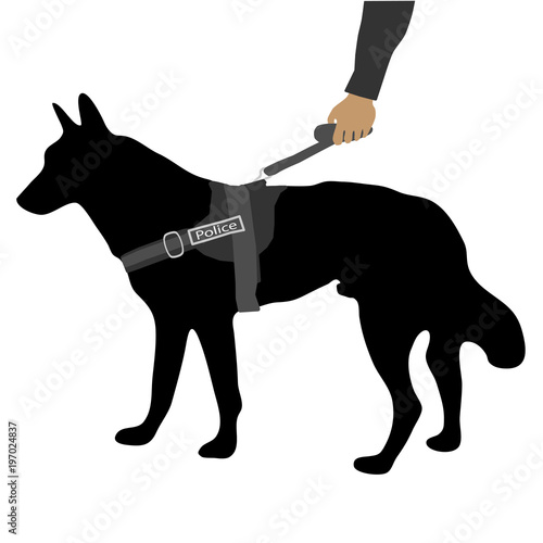 police dog on a leash photo