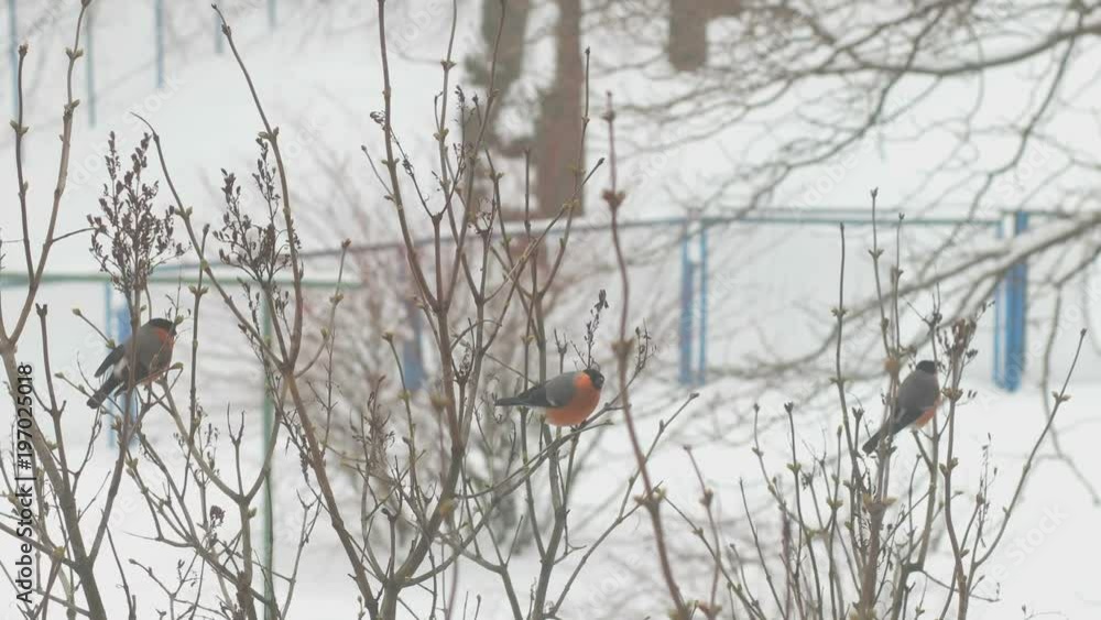 three Eurasian bullfinch sit on the branches of the lilac. Winter three Eurasian bullfinch sit on the branches of the lilac. Winter
