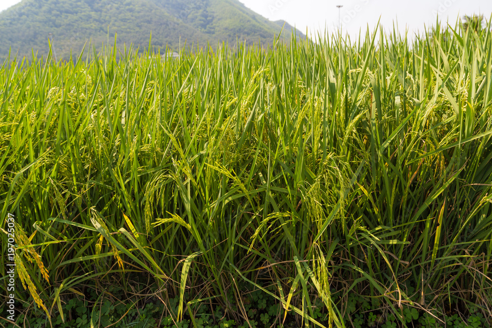 Obraz premium Rice field gren leaf