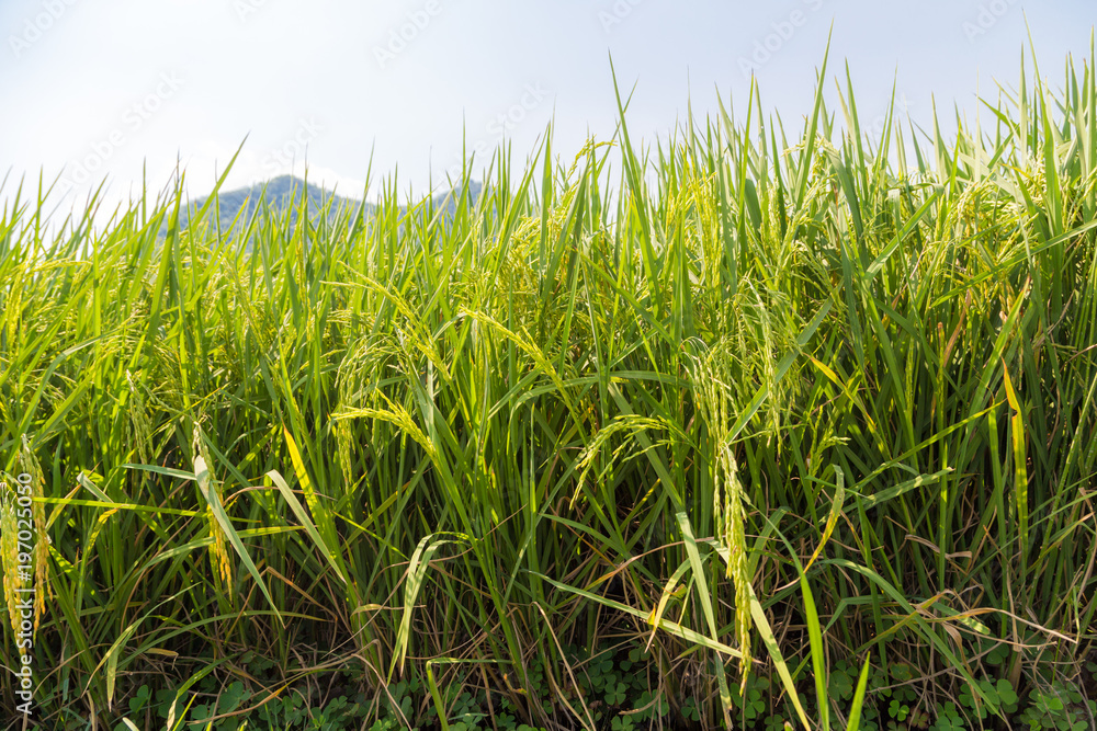 Obraz premium Rice field gren leaf