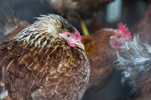 Chickens on the farm. Toned, style, color photo.