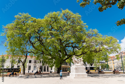 Tipubaum (Jacaranda) und Denkmal auf einem Platz in Lissabon