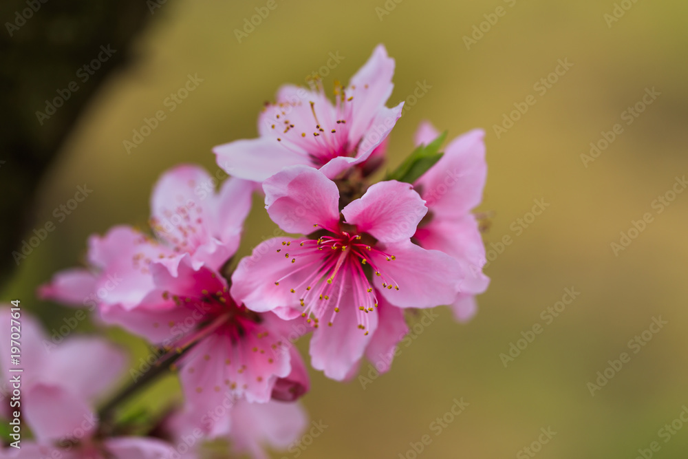 Fototapeta premium 桃の花 - 日本の春 -