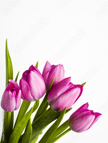 Tulips for Spring and summer on white background in Portrait Style