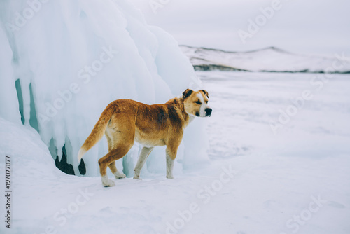 The loyal friend on a travel