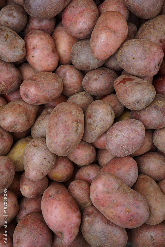 Red Potatoes harvest from Dieng Plateau, Wonosobo, Central Java, Indonesia Red Potatoes harvest from Dieng Plateau, Wonosobo, Central Java, Indonesia