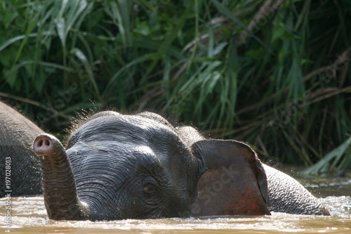 Elefantenkalb im Wasser