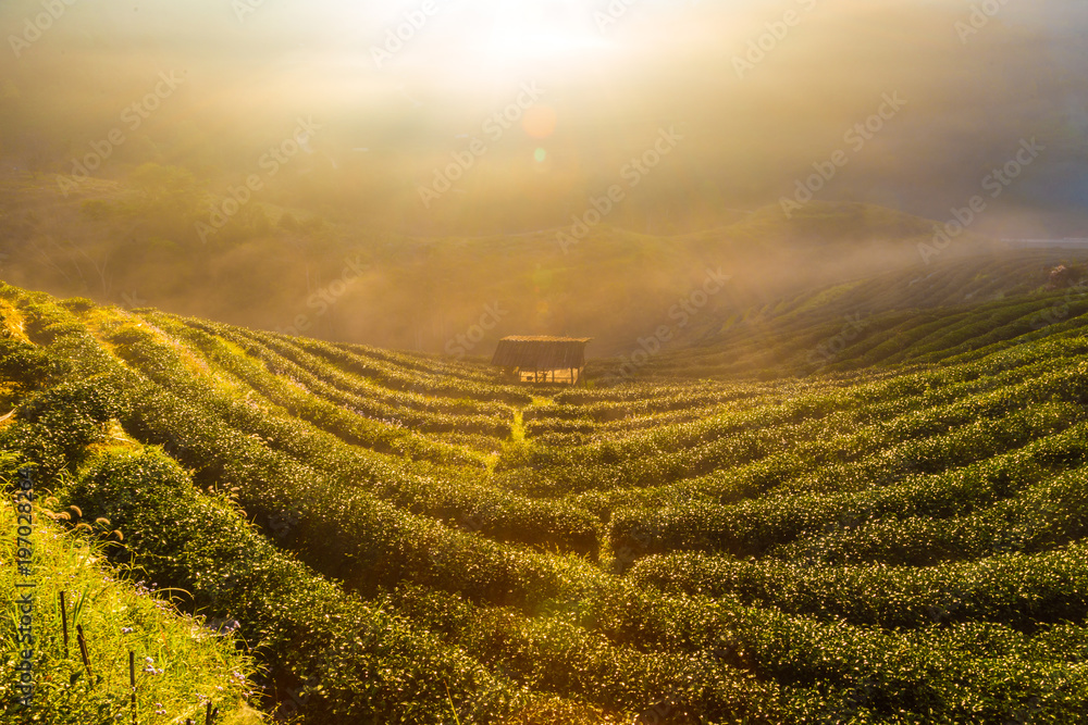 Sun light on tea plantation mountain valley