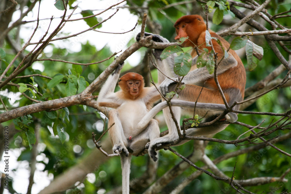 Fototapeta premium Nasenaffen