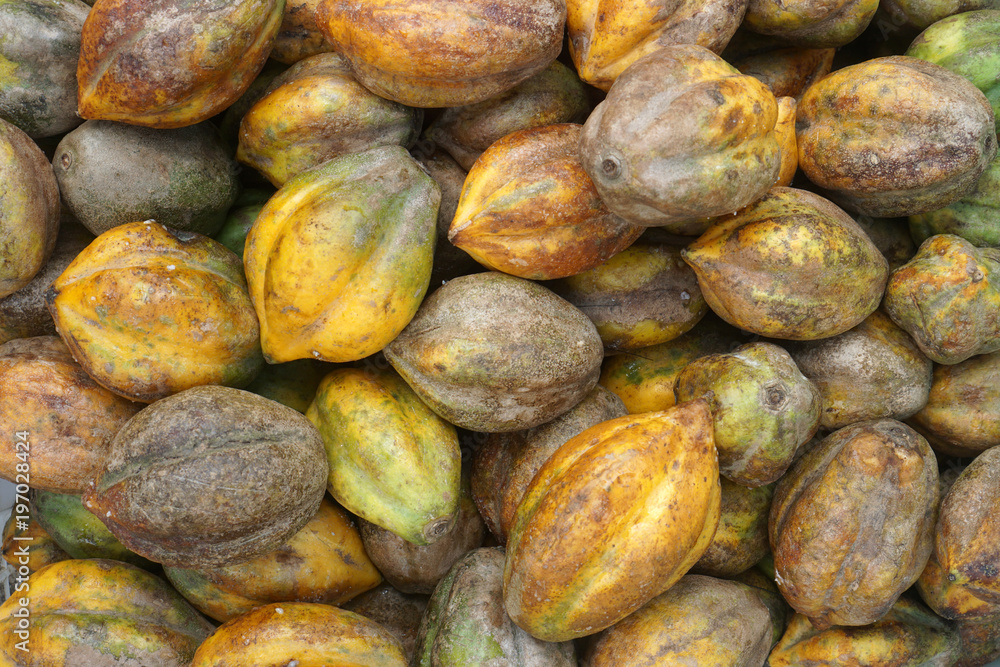 Carica is a fruit similar to papaya that grows in Dieng Plateau, Wonosobo, Indonesia Carica is a fruit similar to papaya that grows in Dieng Plateau, Wonosobo, Indonesia