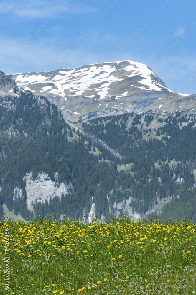 Meadow and flower field with mountain alps background in Switzerland
