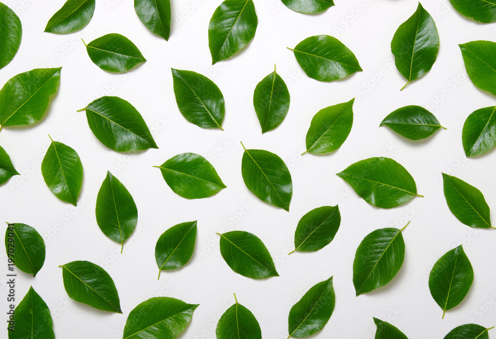 Green leaves isolated on white Green leaves isolated on white