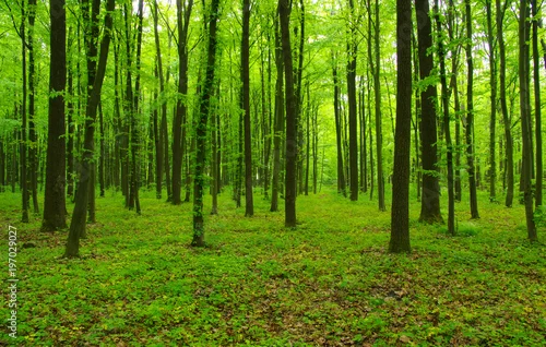 Obraz zielony las na wiosnę