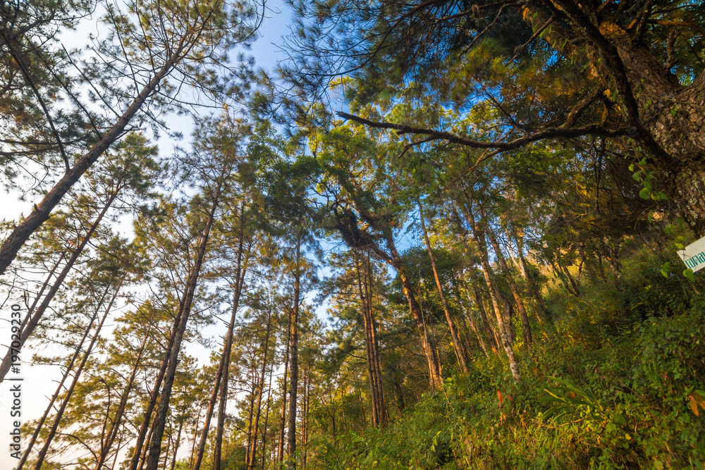 Fototapeta premium Landscape pine tree forest on the mountain