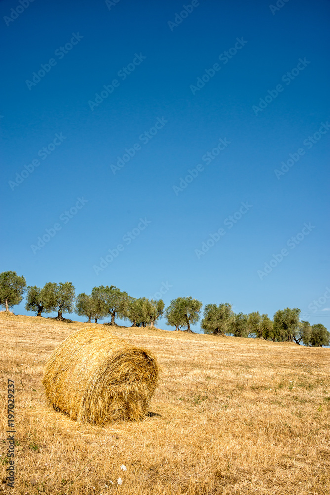 Hay bale in a field, row of olive trees in the background, summer landscape in Tuscany,  Italy