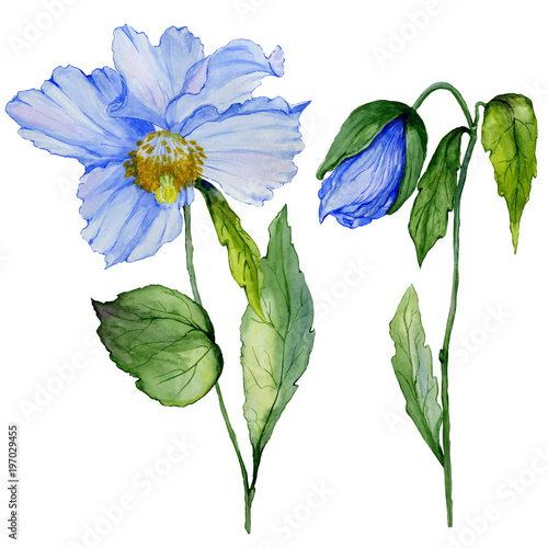 Beautiful blue poppy flower with green leaves. Set - large meconopsis flower ...