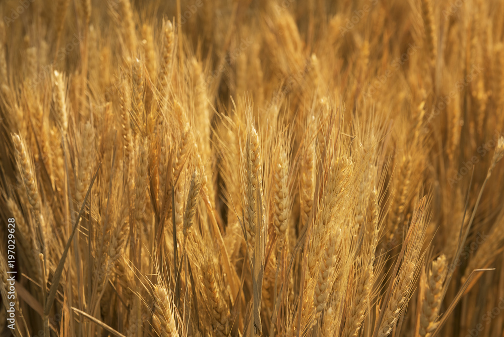 close up of ears of golden wheat in wheat field in autumn season close up of ears of golden wheat in wheat field in autumn season