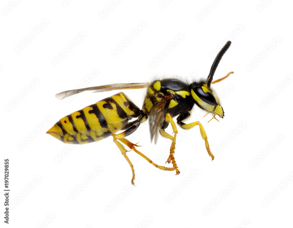 wasp on white wasp on white