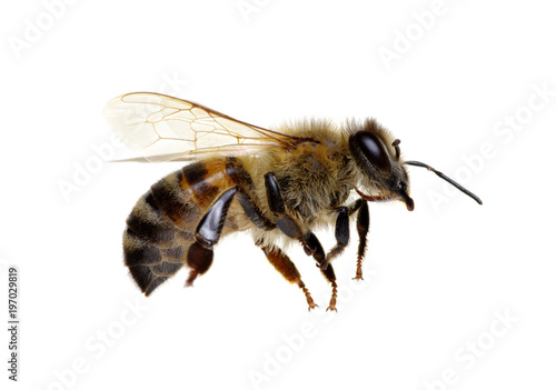 Bee isolated on white