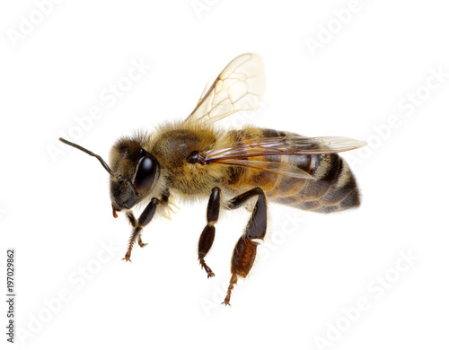 Bee isolated on white © Alekss
