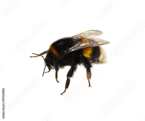 bumblebee on the white