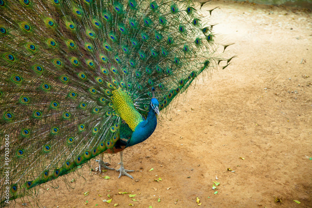 Obraz premium Peacock showing its beautiful feathers Spread tail-feathers are Flirt of peahen peacock are dating .