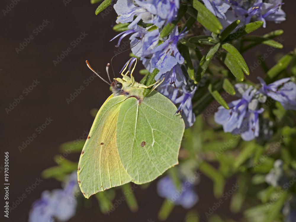 Papillon jaune citron accroché butinant le pollen d'un fleur mauve en Provence, Sud de la France en été.. Papillon jaune citron accroché butinant le pollen d'un fleur mauve en Provence, Sud de la France en été..