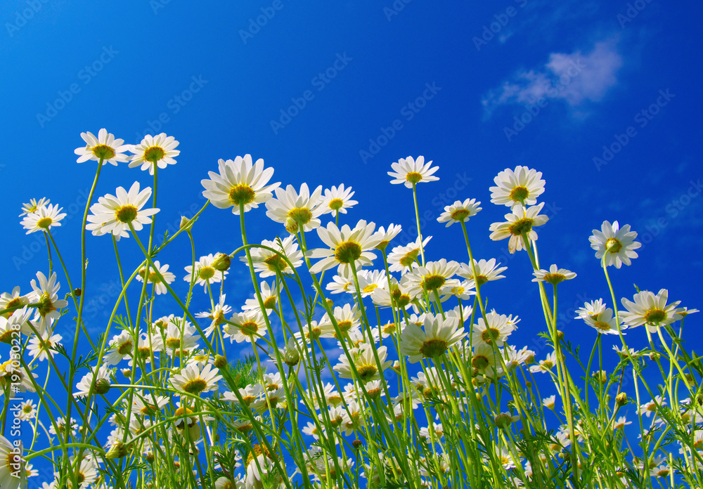 Field of daisies Field of daisies