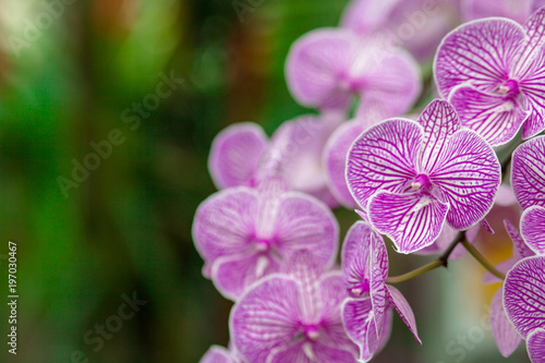 Refreshed Phalaenopsis Orchid Blooming flowers Joyful in Spring flower garden Colorful .
