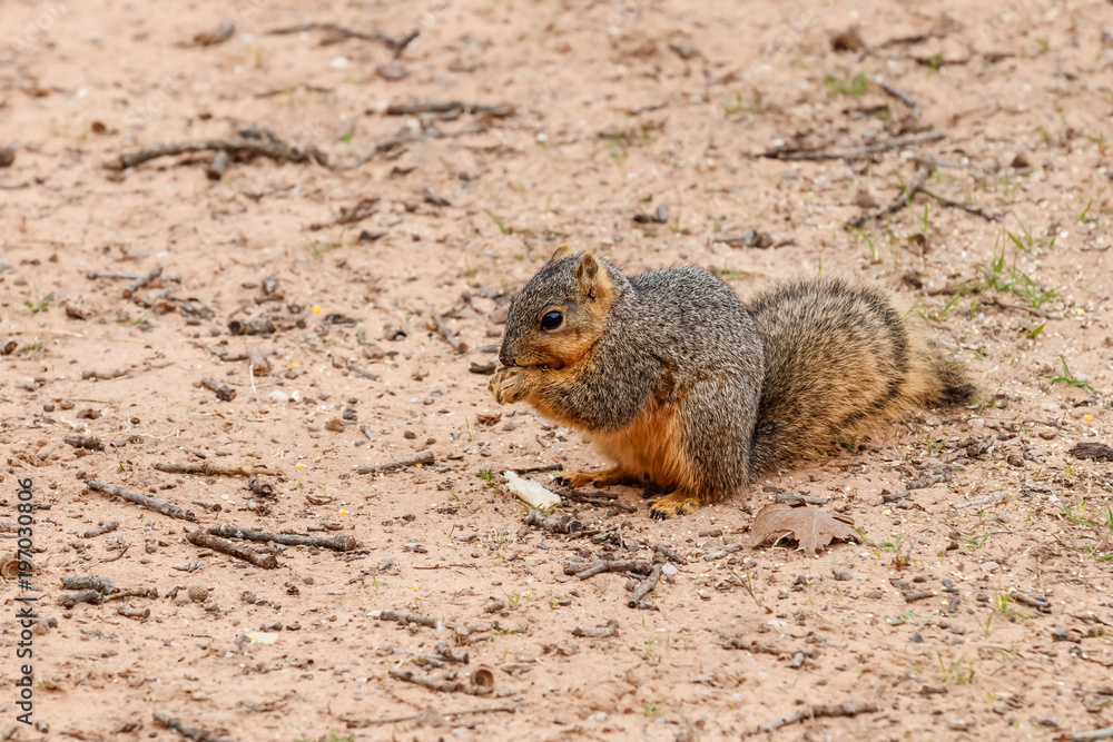 squirrel sitting and eating on the ground. squirrel sitting and eating on the ground.