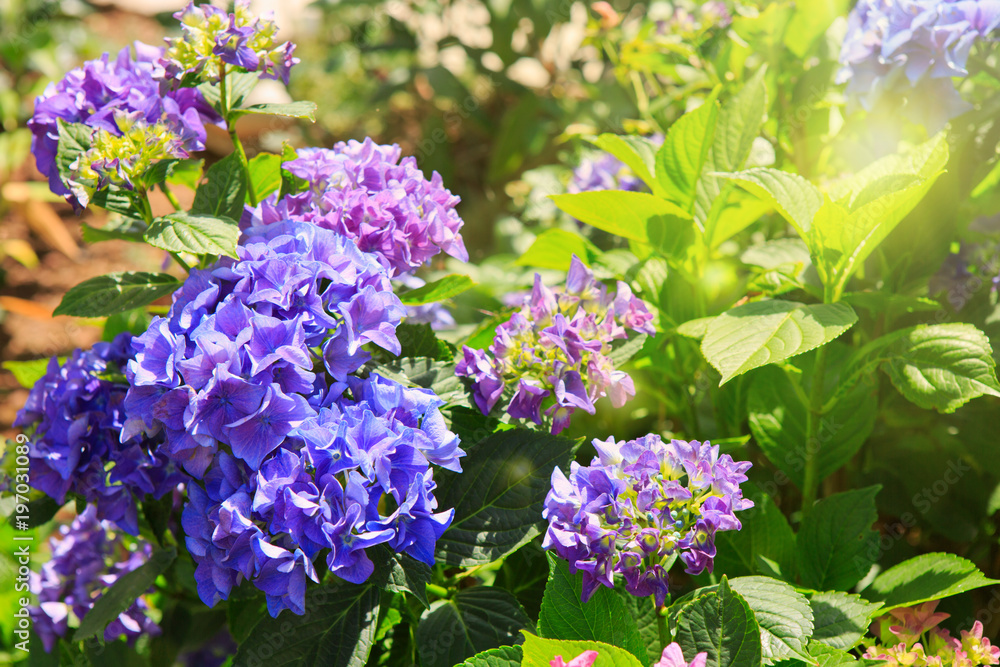 Purple hydrangea flowers.